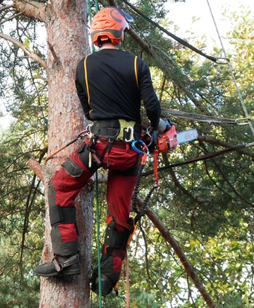 treesurgeon image